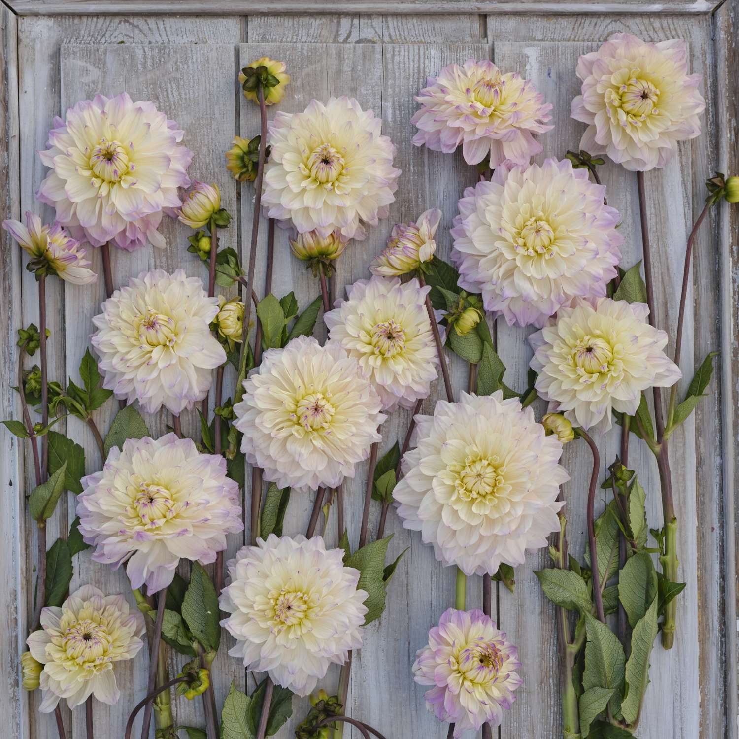 Dahlia 'Masterclass'
